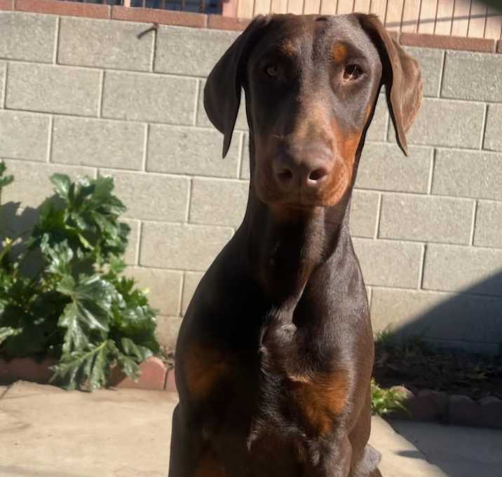 Photo of Bella Dobie Girl