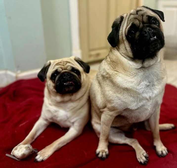 Photo of POPPY & PEANUT