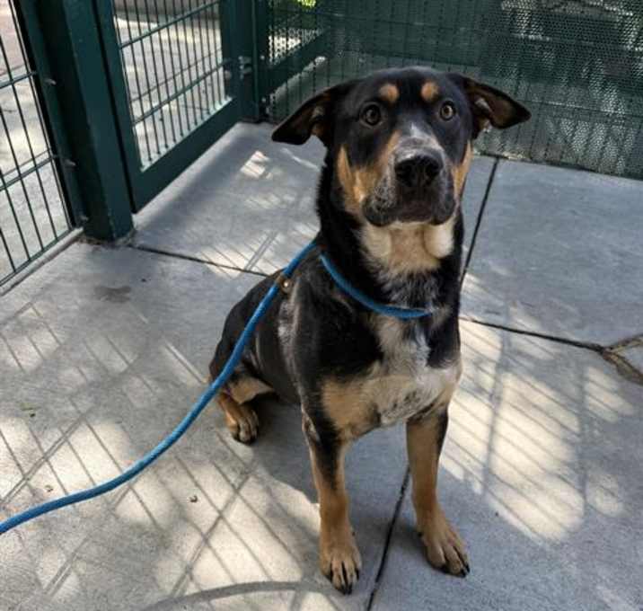 Photo of ROMEO