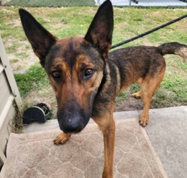 Photo of DIESEL
