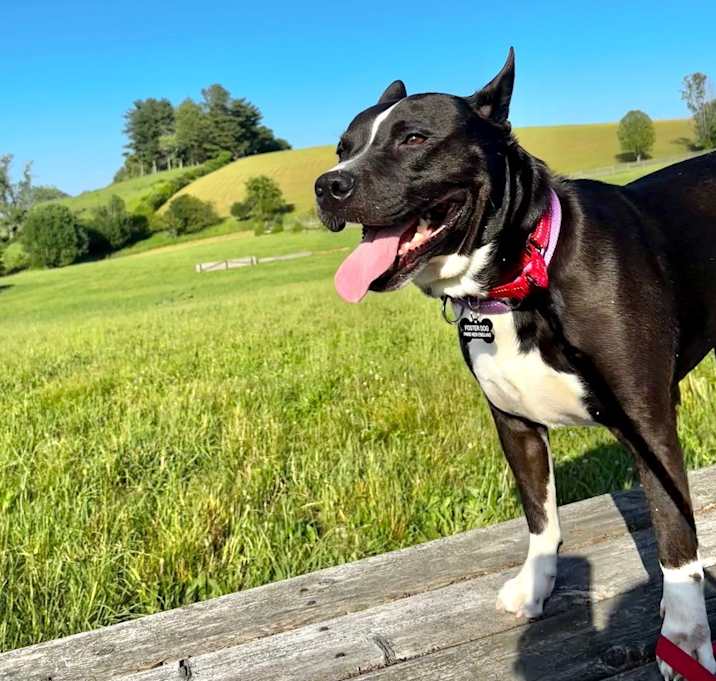Photo of Bruno