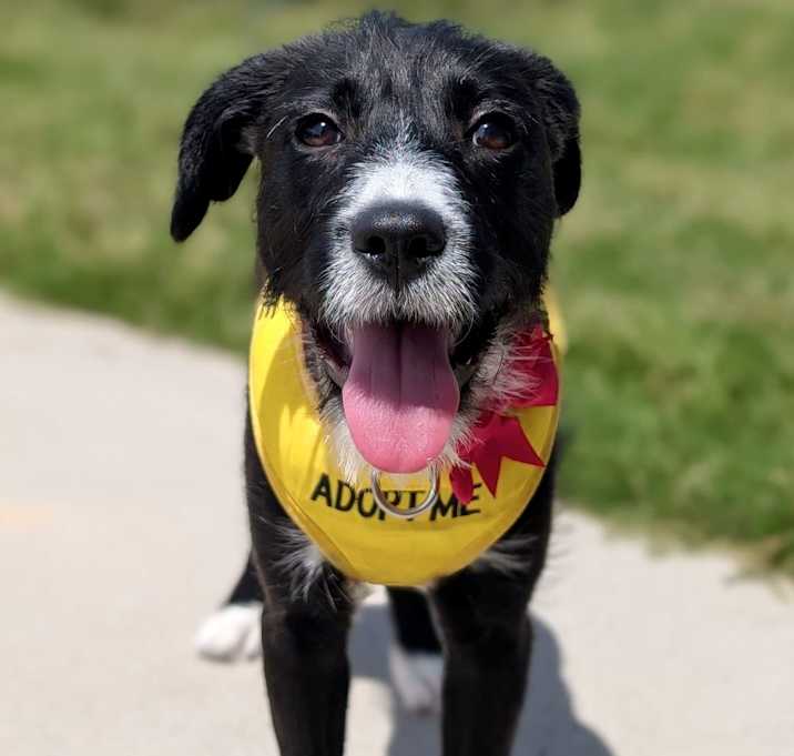 Photo of Daffodil