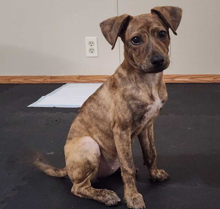 Photo of Dixie