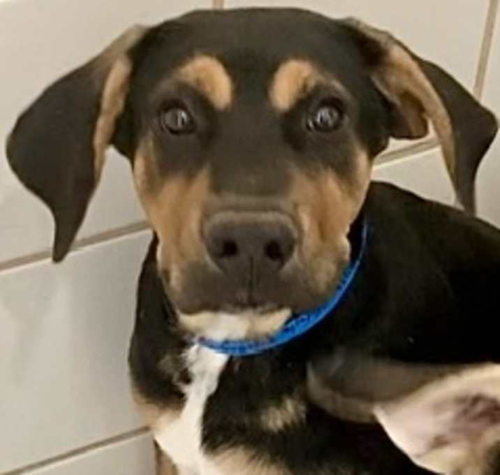 Photo of Love Bug