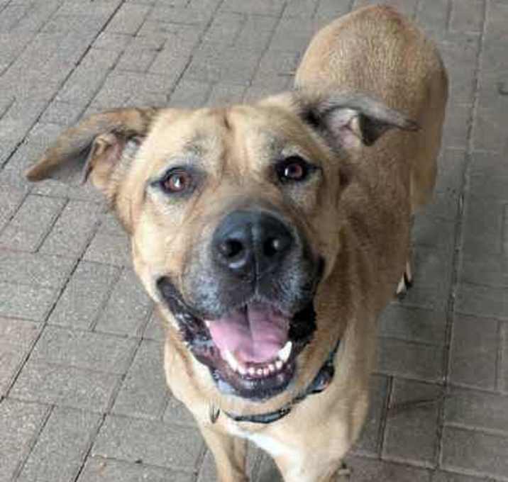 Photo of Beignet (Becca)