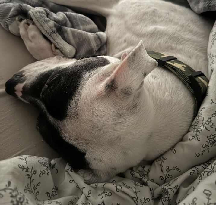 Photo of Buster