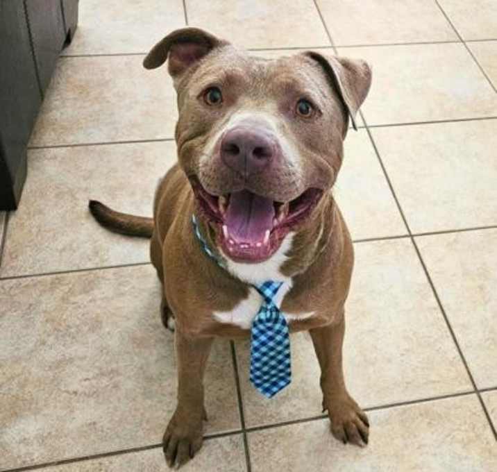 Photo of Bodhi