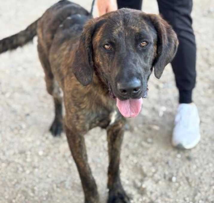 Photo of Rex
