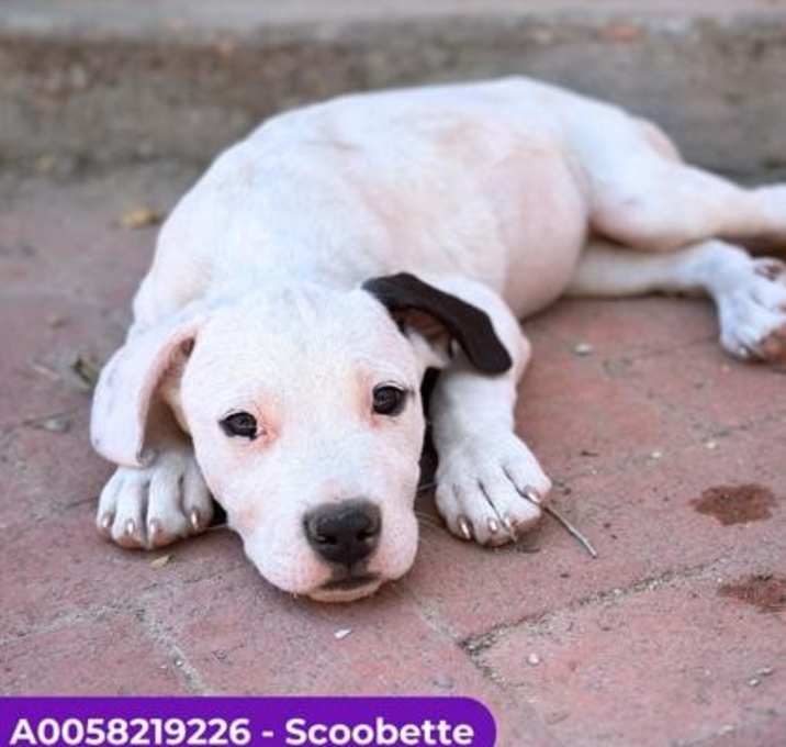 Photo of Scoobette