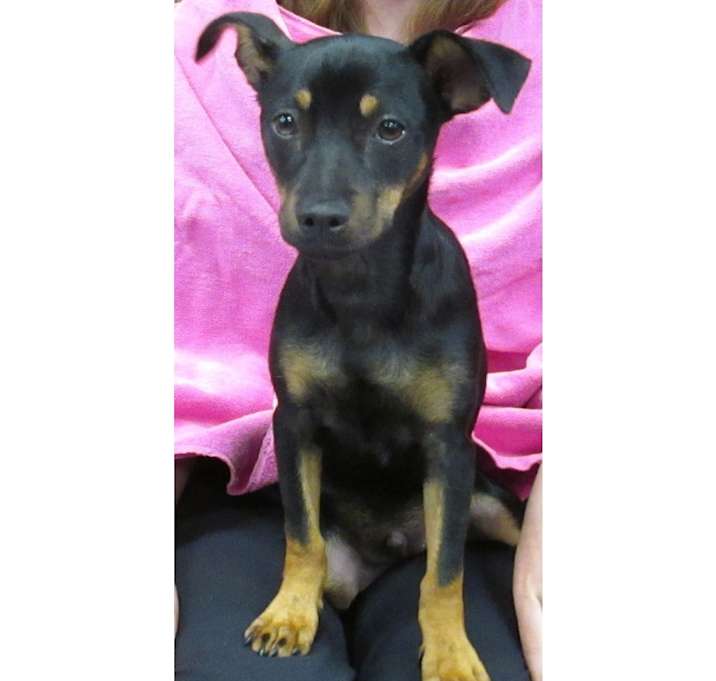 Photo of BLAZE (Puppy)