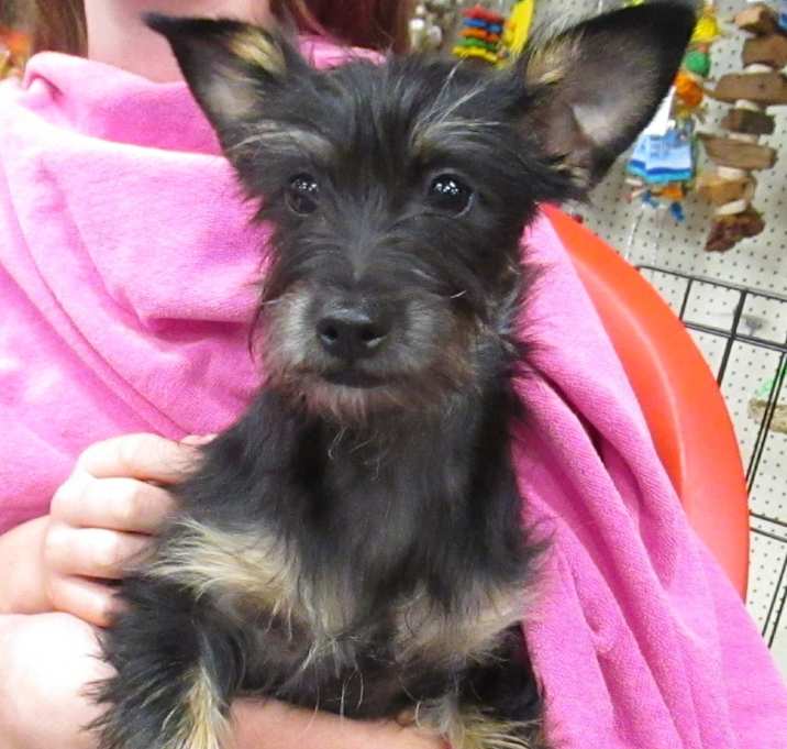 Photo of CARLI (Puppy)