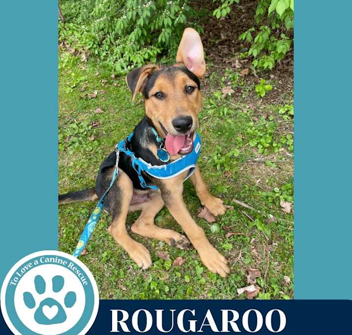 Photo of Rougaroo (The Ruffnecks) 040525