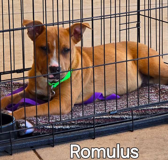 Photo of Romulus