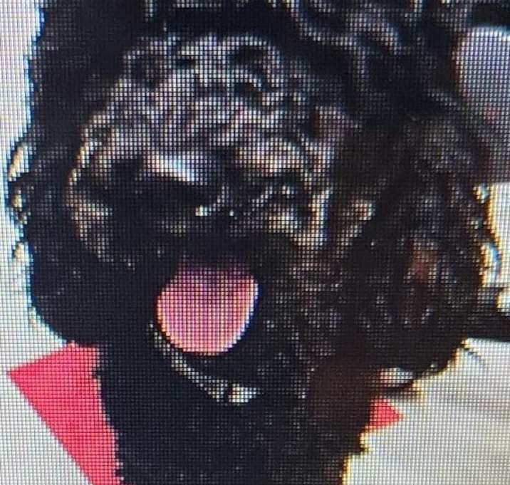 Photo of Cooper