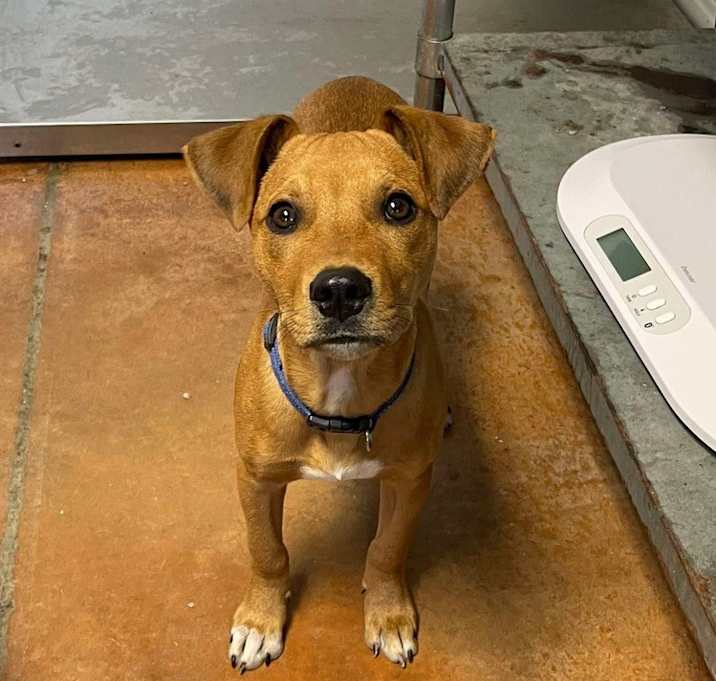 Photo of Scrappy Doo