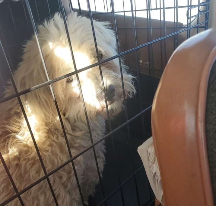 Photo of Mopsy
