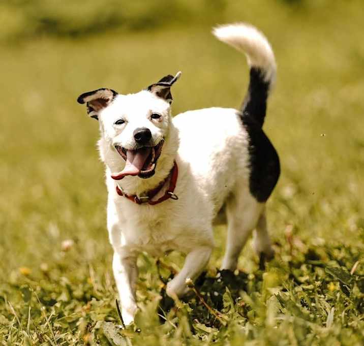 Photo of Rowdy (fka Buddy)