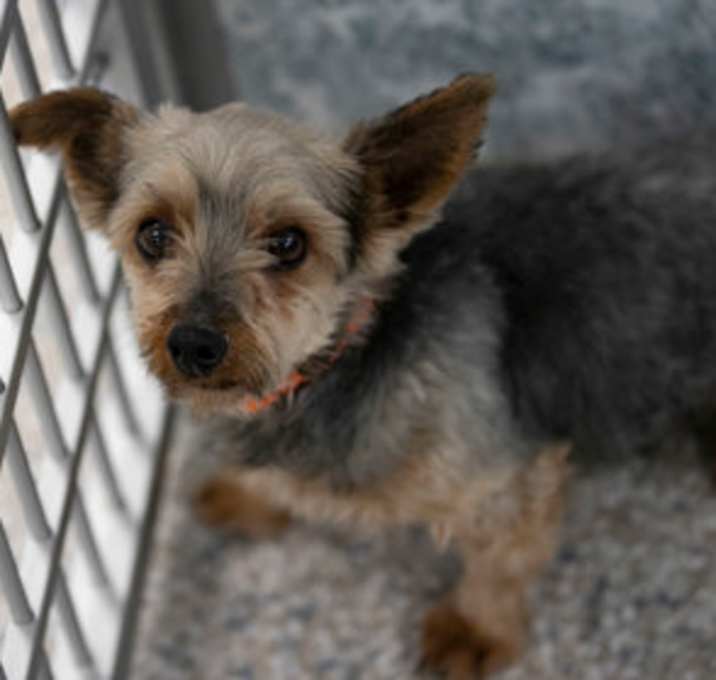 Photo of Shorty