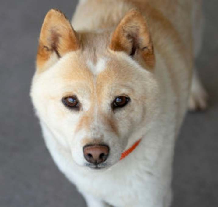 Photo of Stella