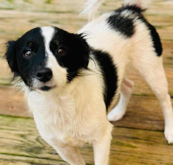 Photo of Dash