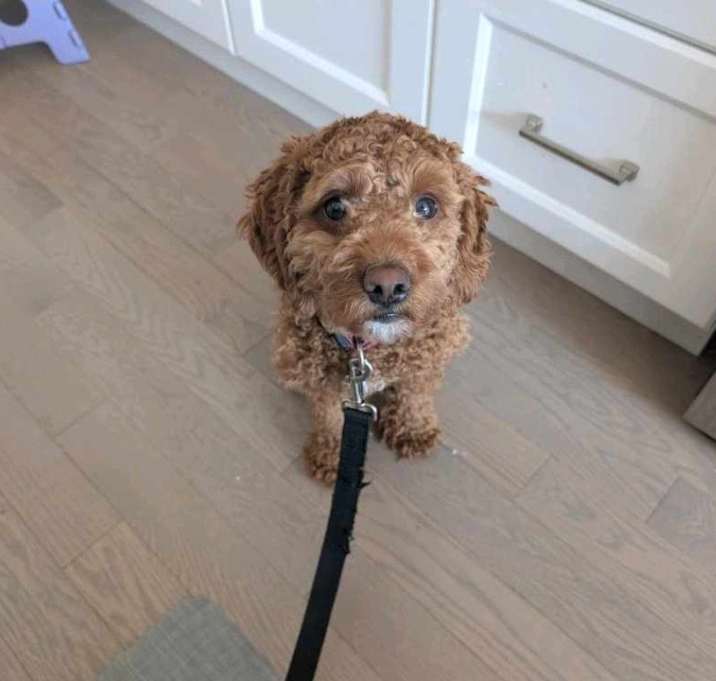 Photo of Toffee