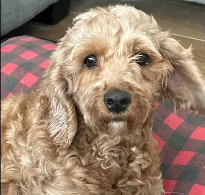 Photo of Peach