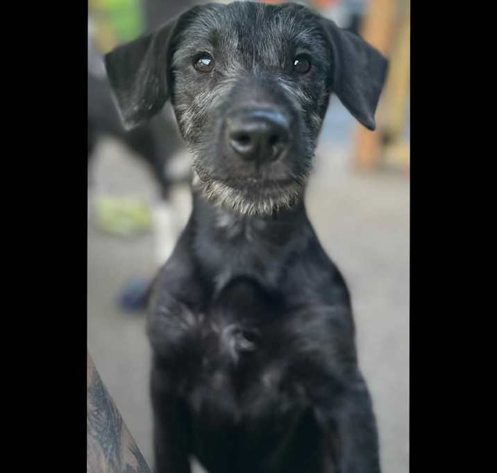 Photo of Savannah