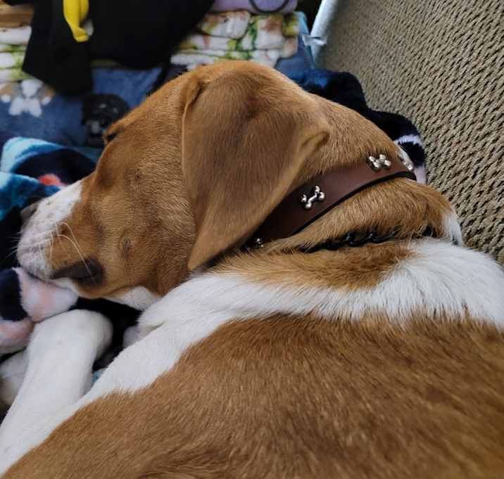 Photo of Digger