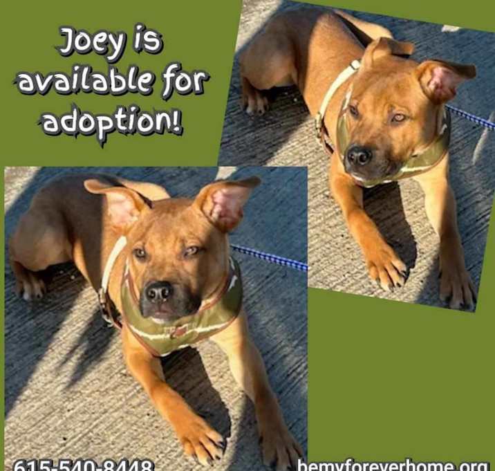 Photo of Joey