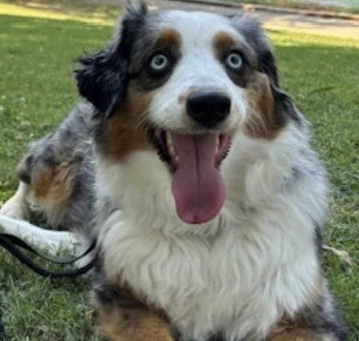 Photo of Ozzie