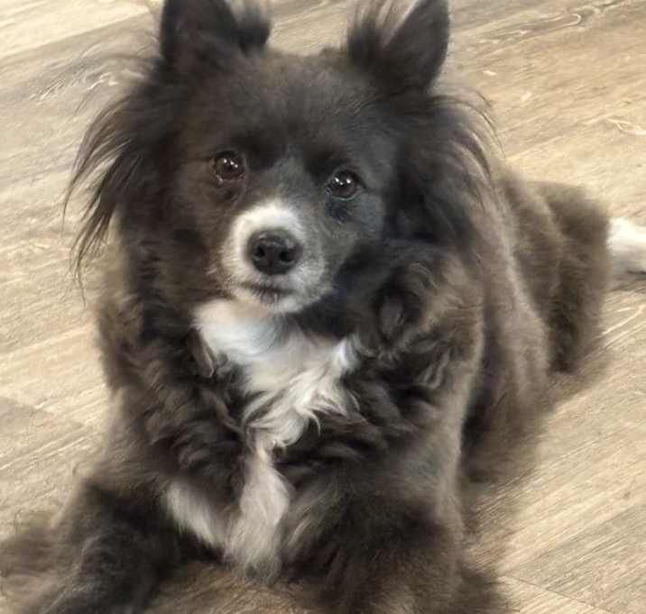 Photo of Brownie
