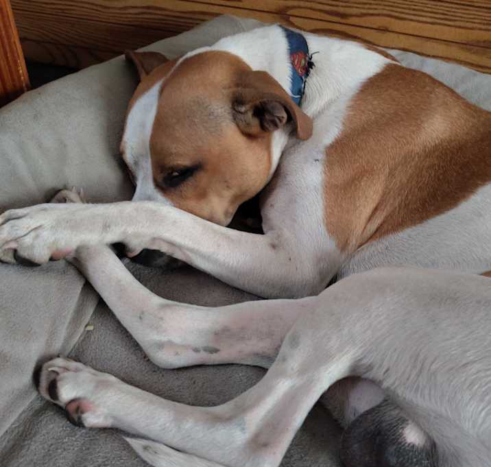 Photo of Duke