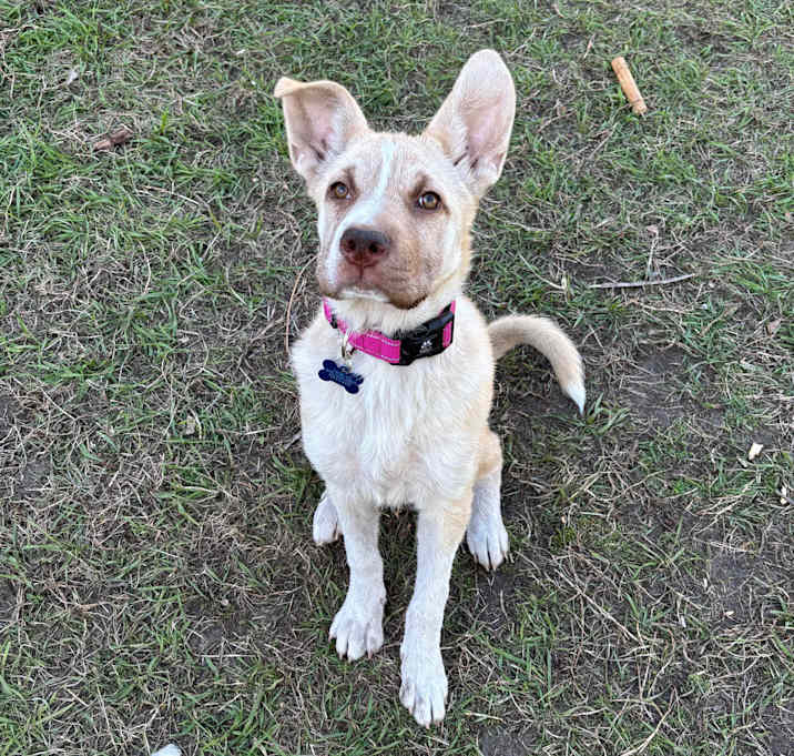 Photo of Bluey