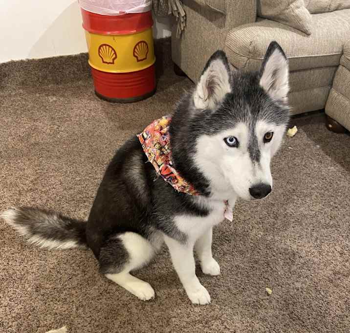 Photo of Bella