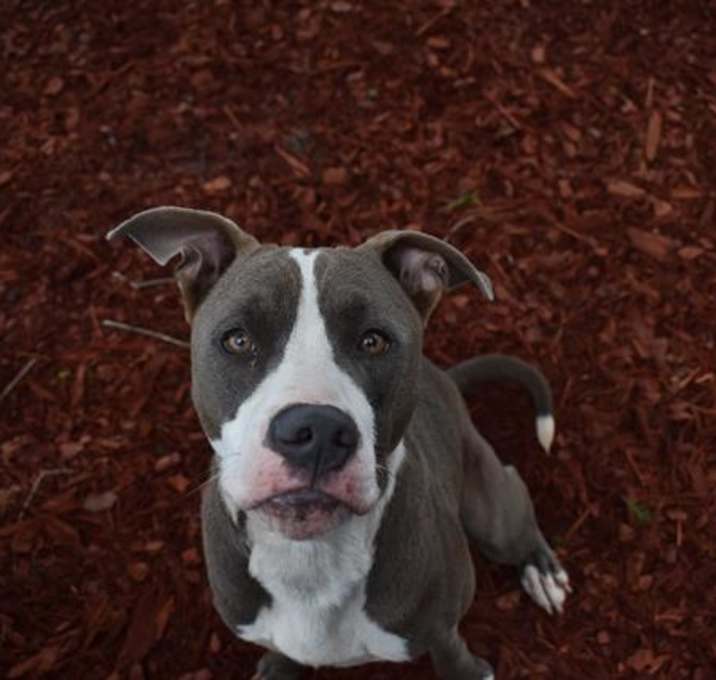 Photo of DODGE