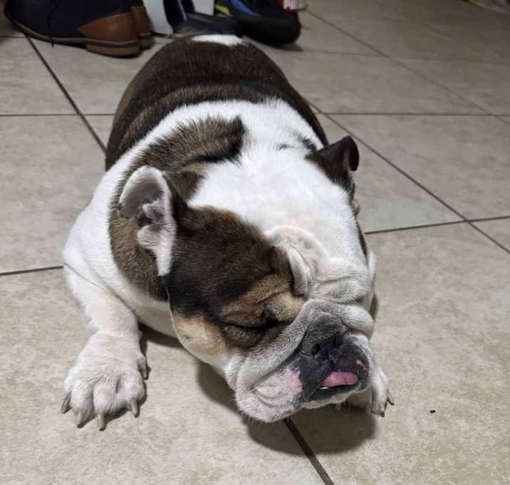 Photo of Honey