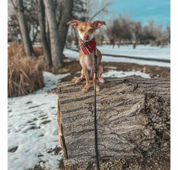 Photo of Tater Tot