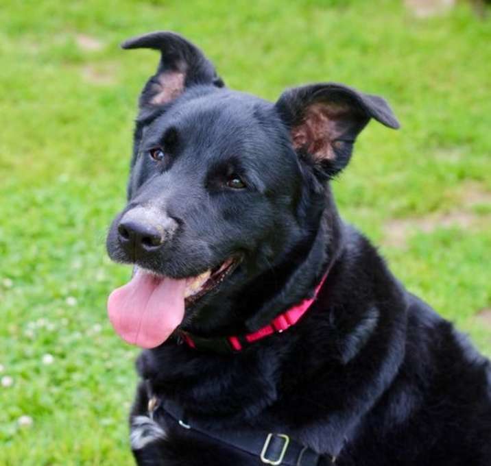 Photo of Shadow