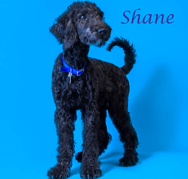 Photo of Shane D25-085