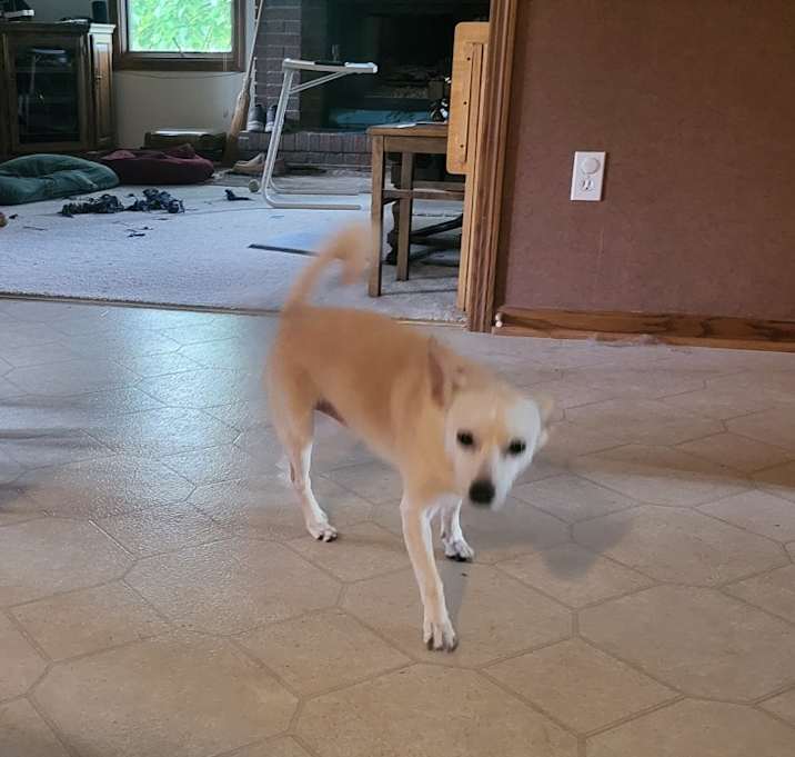 Photo of 2 dogs, Buddy & Bear