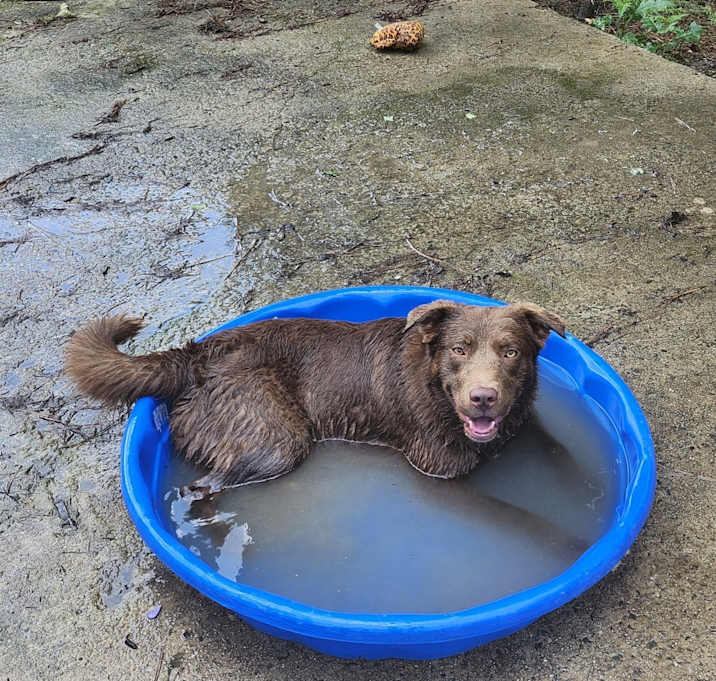 Photo of Brownie