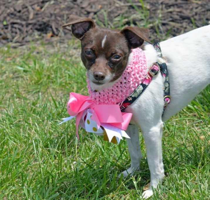 Photo of Suki