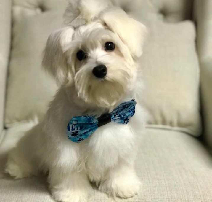 Photo of Sapphire