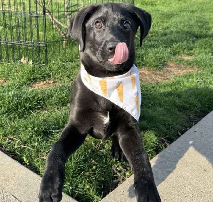 Photo of Finnjamin Taffy