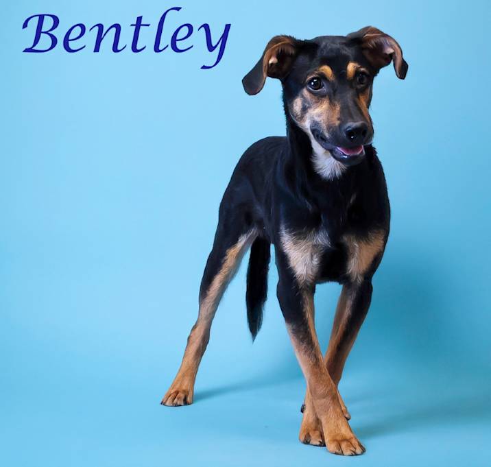 Photo of Bentley D25-079