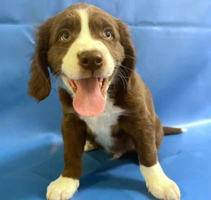 Photo of Onyx