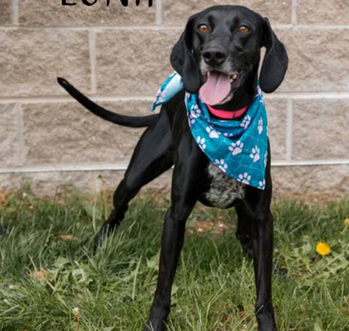 Photo of Luna
