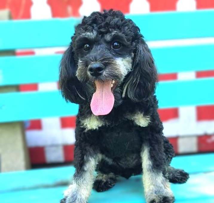Photo of Izzy