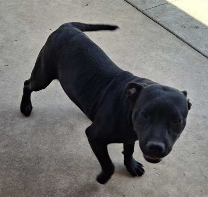 Photo of GUPPIE