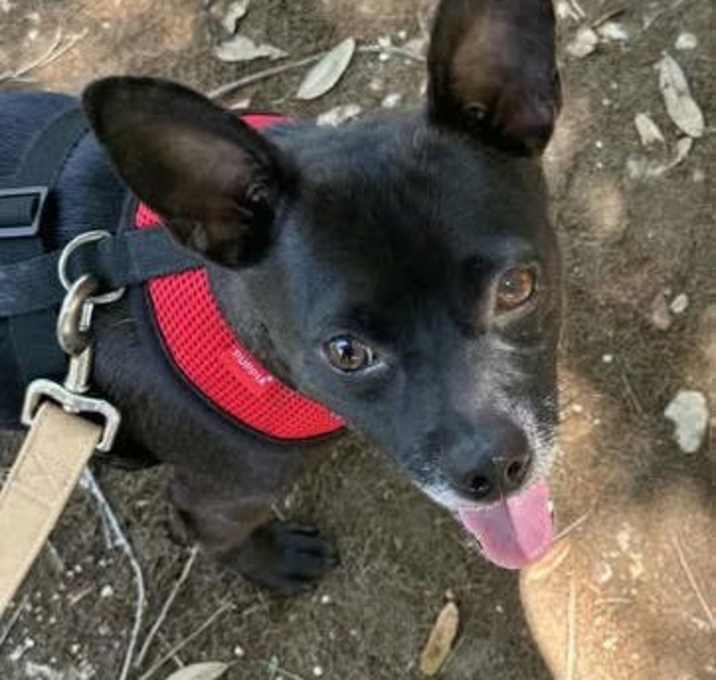 Photo of Boomer *Arriving 5/30*